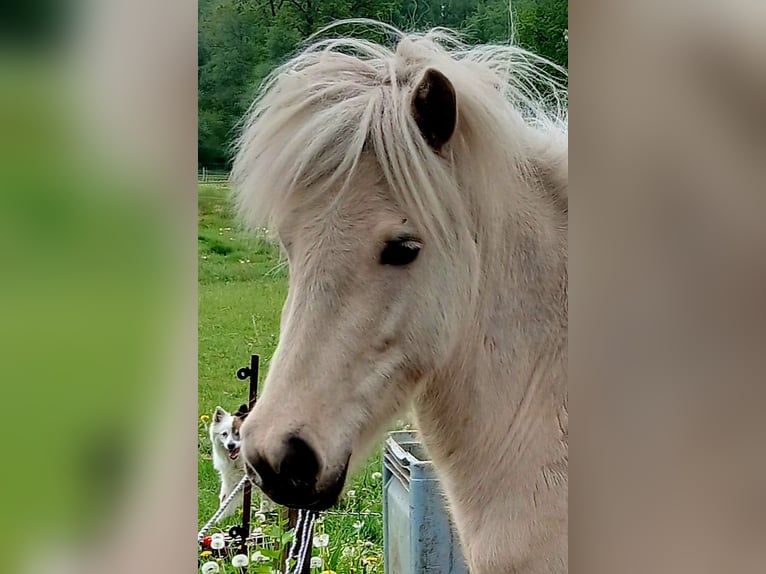 Caballos islandeses Yegua 3 años Palomino in Wiemersdorf