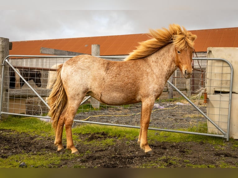 Caballos islandeses Yegua 3 años Ruano alazán in Hvolsvöllur