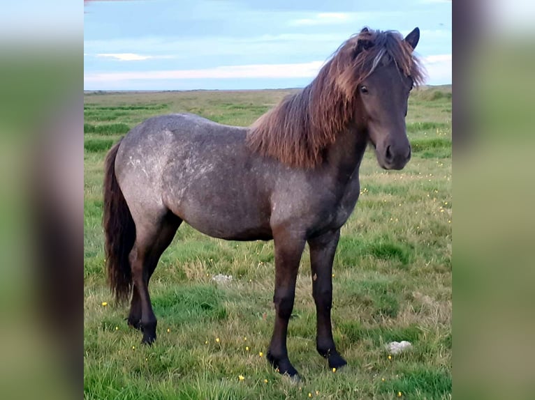 Caballos islandeses Yegua 3 años Ruano azulado in Kirkjubæjarklaustur