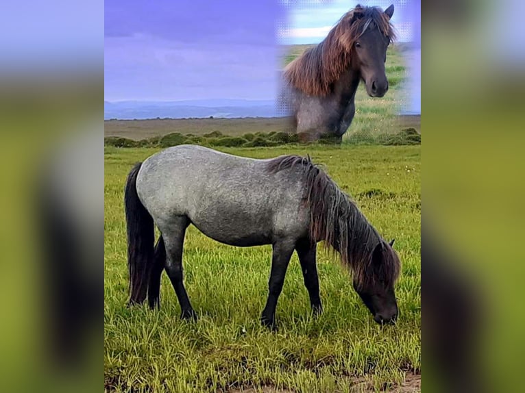 Caballos islandeses Yegua 3 años Ruano azulado in Kirkjubæjarklaustur