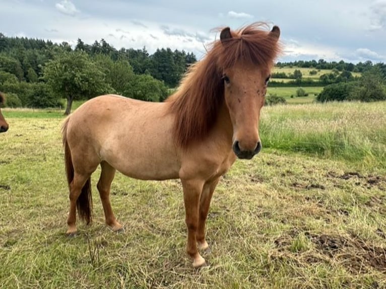 Caballos islandeses Yegua 4 años 135 cm Bayo in Ettlingen