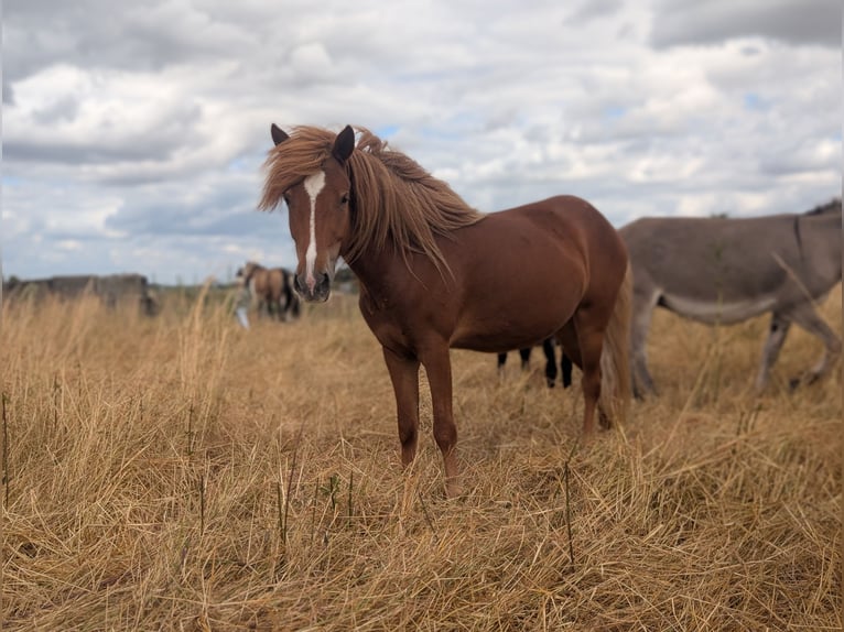 Caballos islandeses Yegua 4 años 136 cm Alazán in Zeppernick
