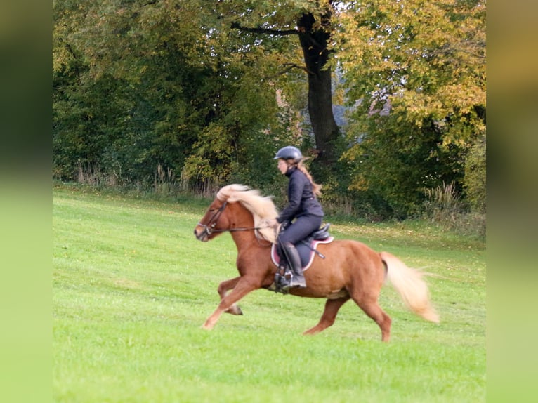 Caballos islandeses Yegua 4 años 137 cm Alazán in Markt Wald