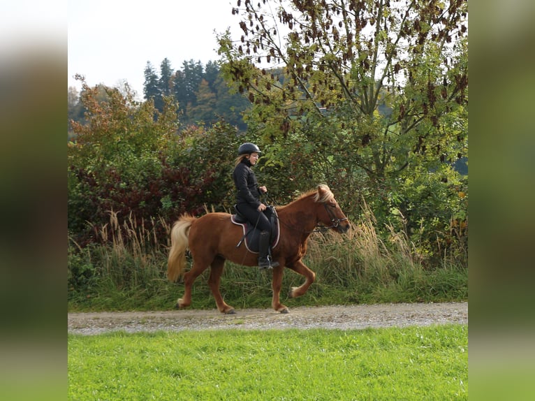 Caballos islandeses Yegua 4 años 137 cm Alazán in Markt Wald