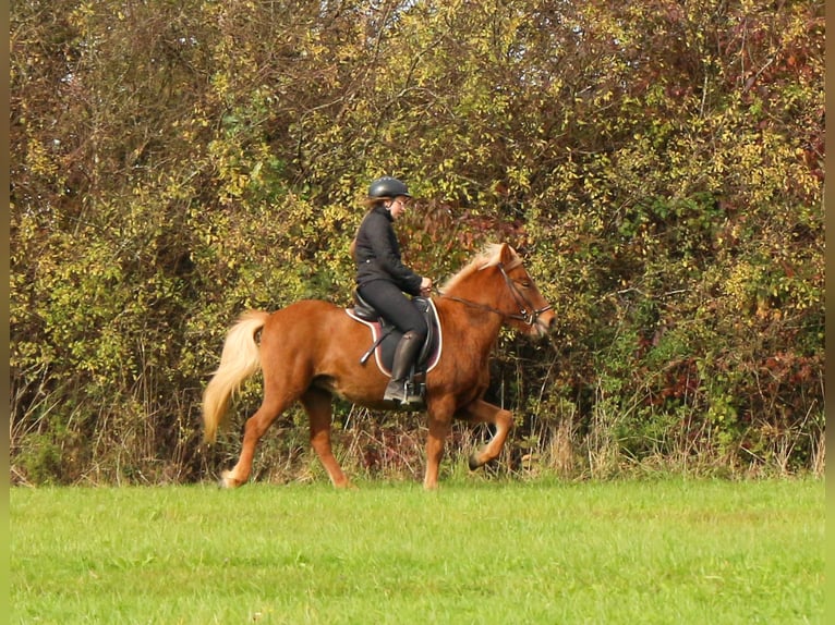 Caballos islandeses Yegua 4 años 137 cm Alazán in Schwabm&#xFC;nchen