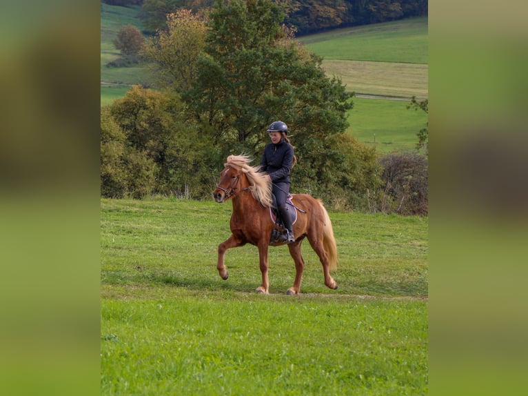 Caballos islandeses Yegua 4 años 137 cm Alazán in Schwabm&#xFC;nchen