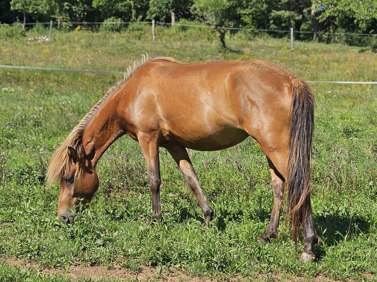 Caballos islandeses Yegua 4 años 137 cm Castaño in Prestranek