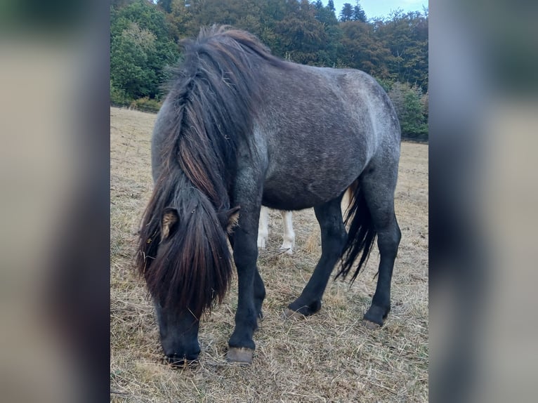 Caballos islandeses Yegua 4 años 137 cm Ruano azulado in Saarland