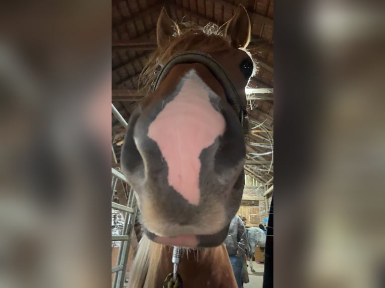 Caballos islandeses Mestizo Yegua 4 años 138 cm Alazán in M&#xFC;nster