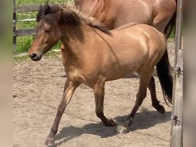 Caballos islandeses Yegua 4 años 138 cm Bayo in Reith bei Seefeld