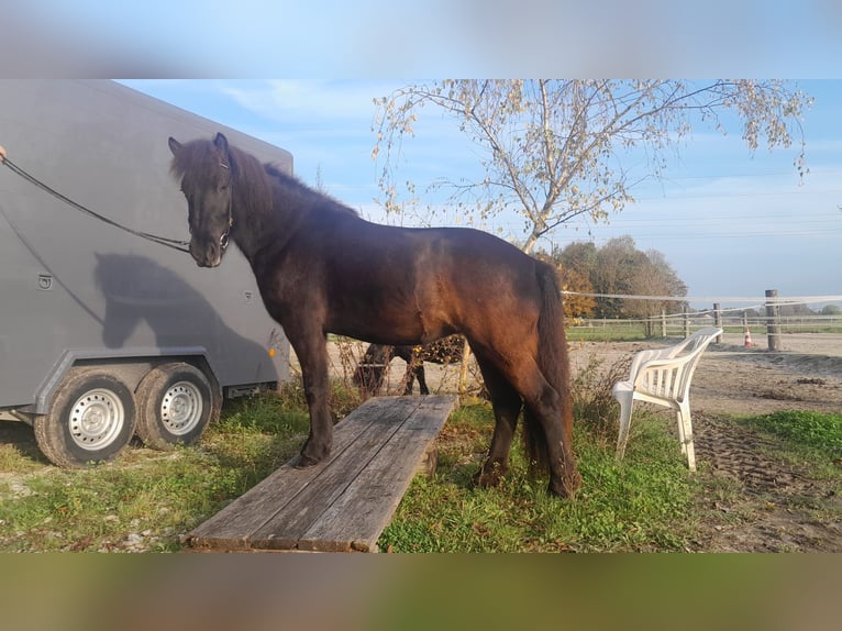 Caballos islandeses Yegua 4 años 138 cm Morcillo in Neuching