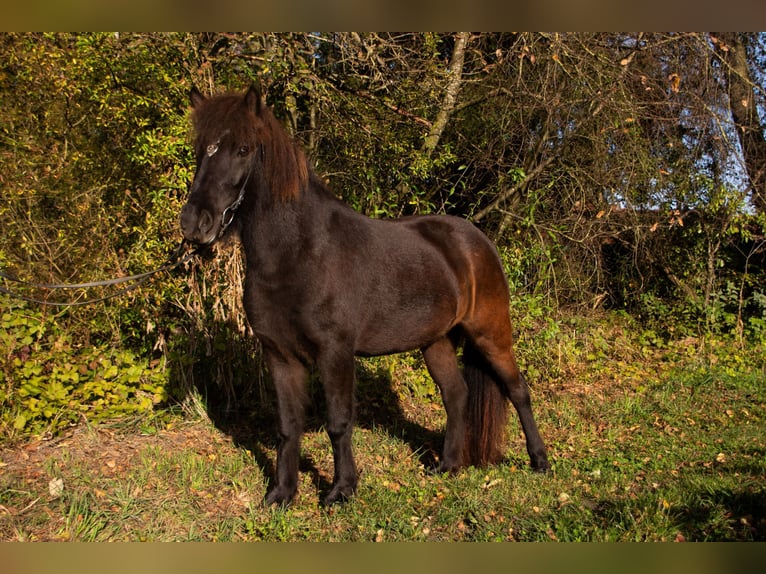 Caballos islandeses Yegua 4 años 138 cm Morcillo in Neuching