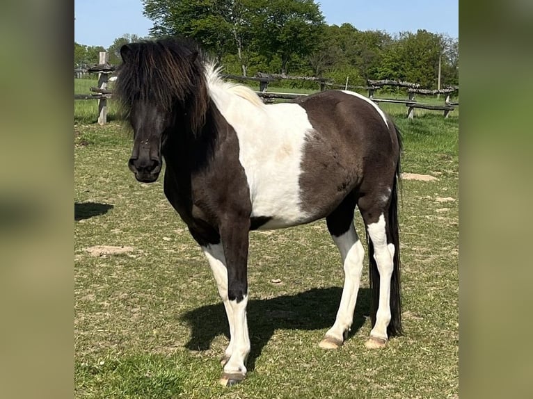 Caballos islandeses Yegua 4 años 138 cm Pío in Bissendorf