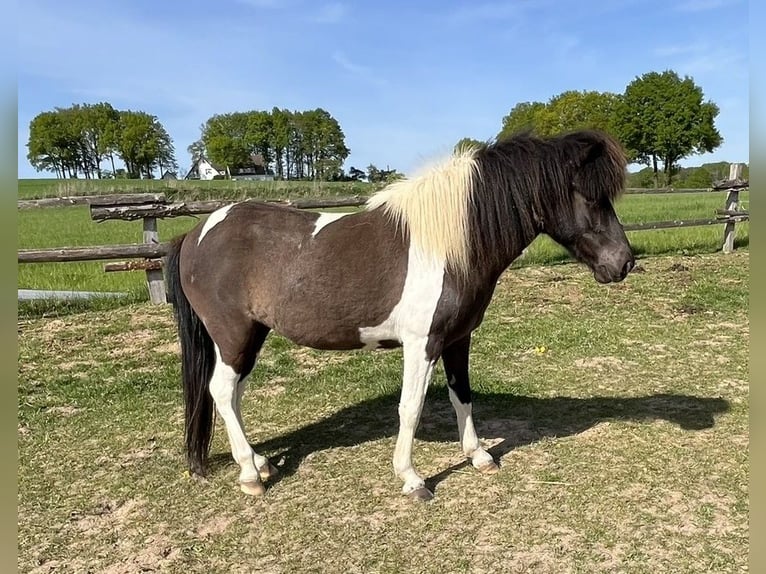 Caballos islandeses Yegua 4 años 138 cm Pío in Bissendorf