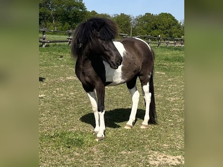 Caballos islandeses Yegua 4 años 138 cm Pío in Bissendorf