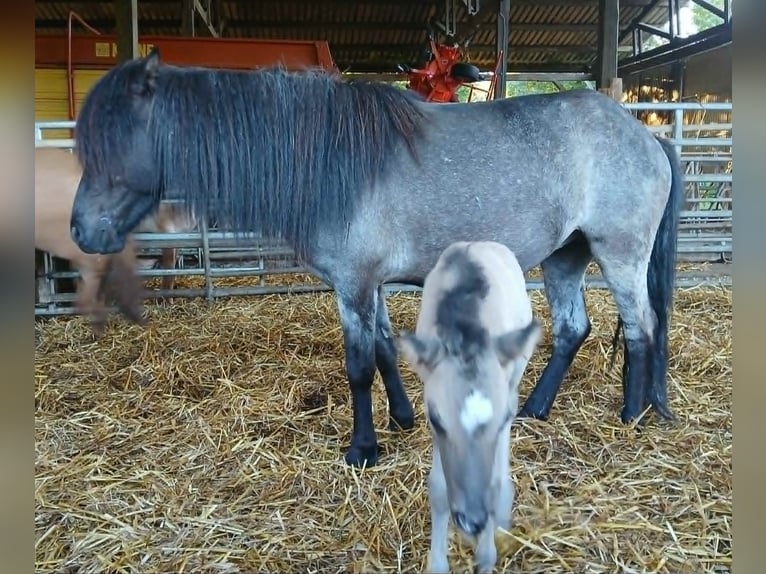 Caballos islandeses Yegua 4 años 138 cm Ruano azulado in Saarland