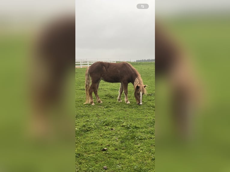 Caballos islandeses Yegua 4 años 140 cm Alazán in Ehekirchen