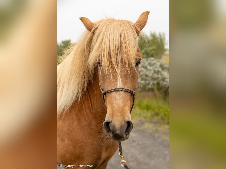 Caballos islandeses Yegua 4 años 140 cm Alazán-tostado in Hvolsv&#xF6;llur