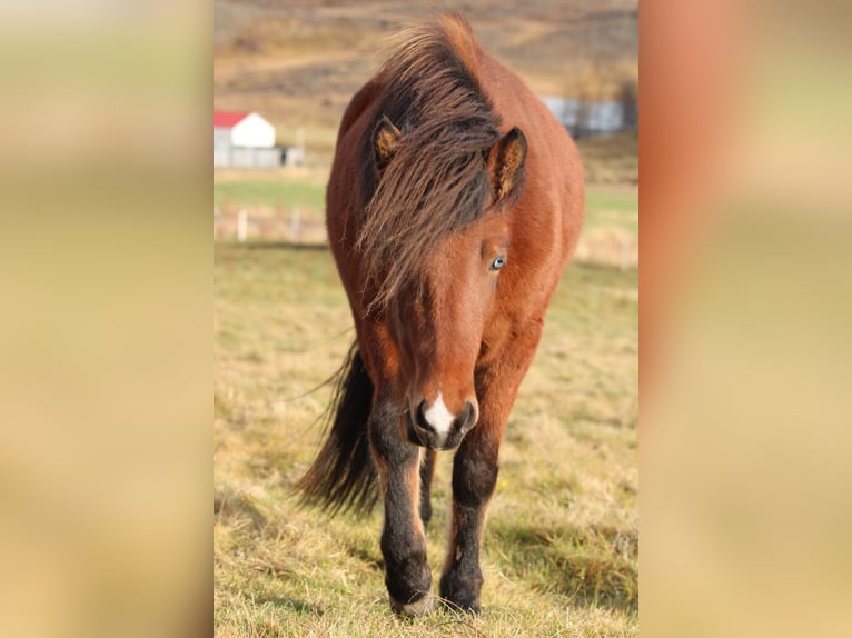 Caballos islandeses Yegua 4 años 140 cm Castaño in Akureyri