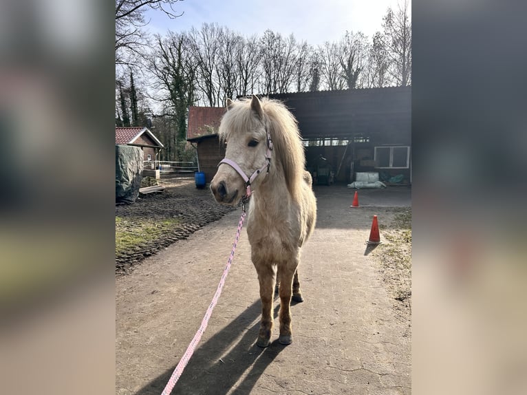 Caballos islandeses Yegua 4 años 140 cm Palomino in Steinhagen