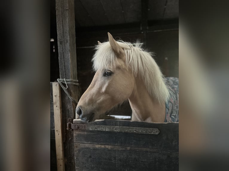 Caballos islandeses Yegua 4 años 140 cm Palomino in Steinhagen