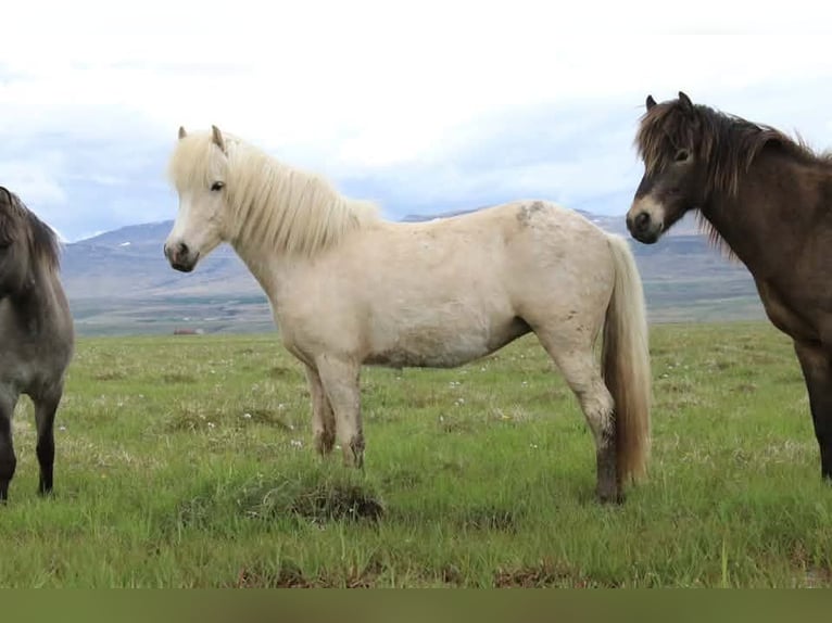 Caballos islandeses Yegua 4 años 140 cm Palomino in Varmahlid