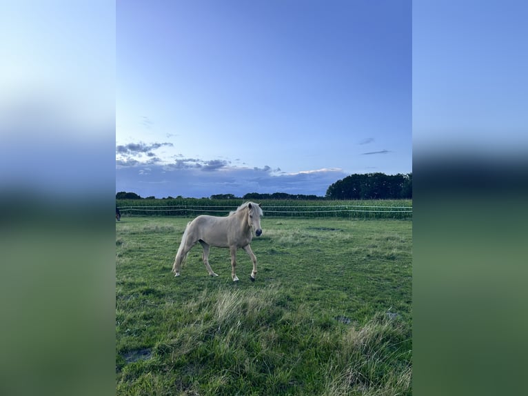 Caballos islandeses Yegua 4 años 140 cm Palomino in Steinhagen