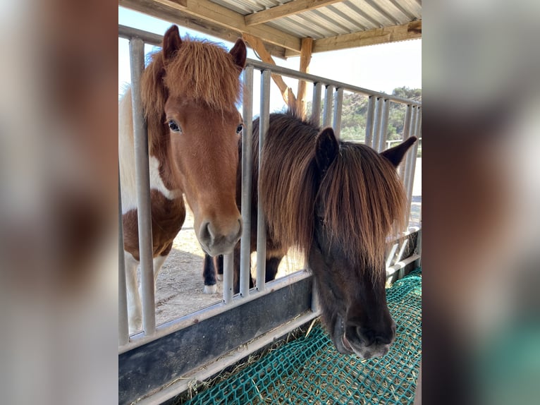 Caballos islandeses Yegua 4 años 140 cm Pío in Sorbas