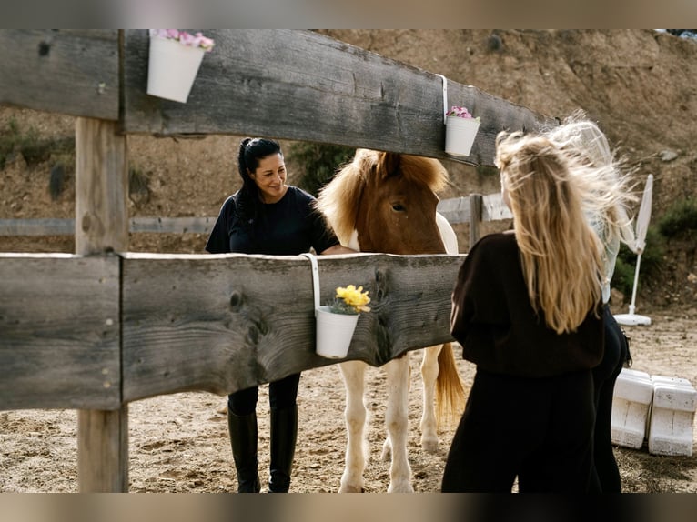 Caballos islandeses Yegua 4 años 140 cm Pío in Sorbas