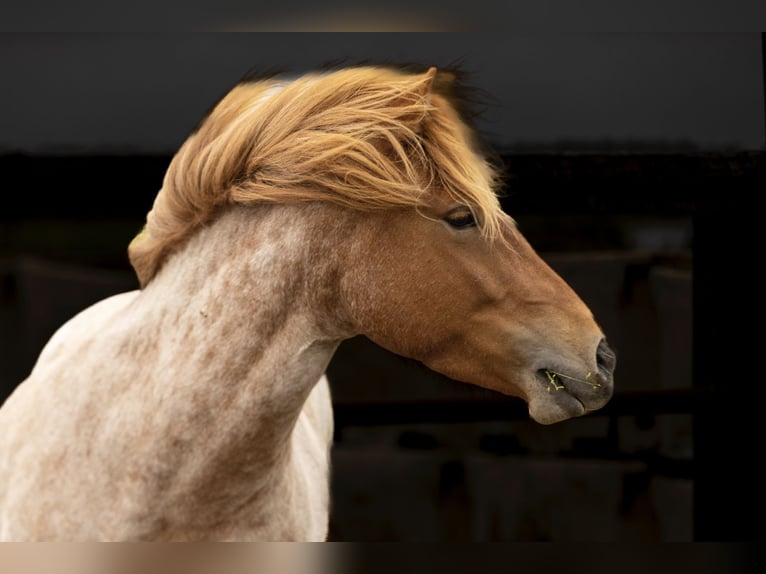 Caballos islandeses Yegua 4 años 142 cm Ruano alazán in Hvolsvöllur