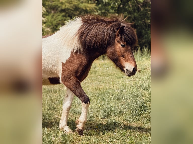 Caballos islandeses Yegua 4 años 143 cm Pío in Pierrevert