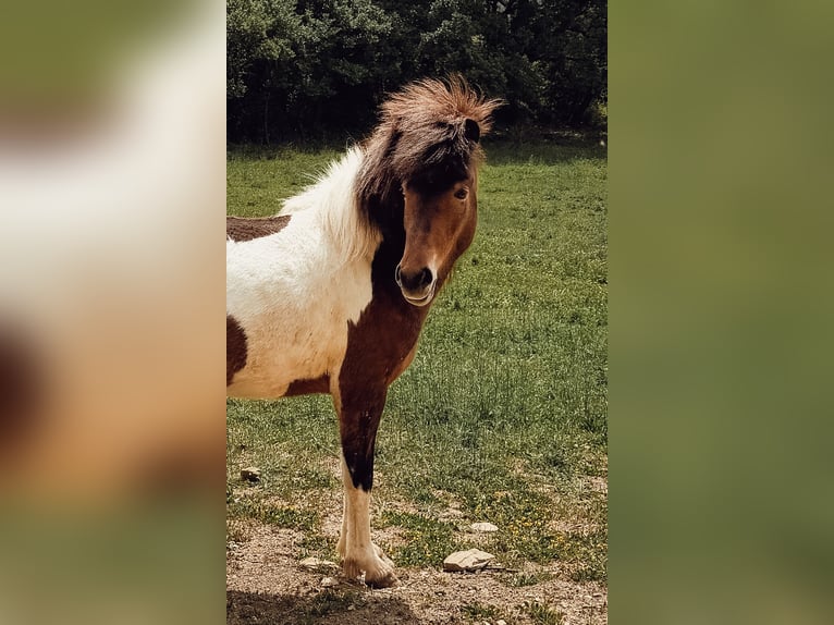Caballos islandeses Yegua 4 años 143 cm Pío in Pierrevert