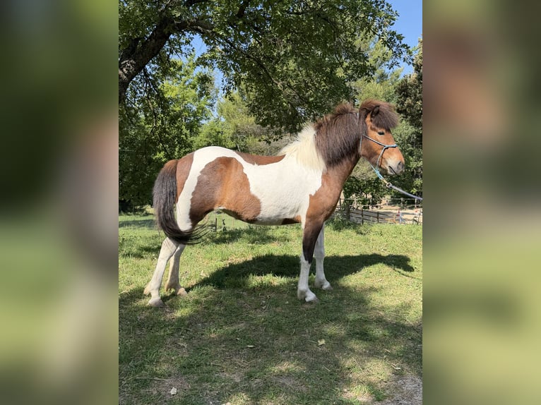 Caballos islandeses Yegua 4 años 143 cm Pío in Pierrevert