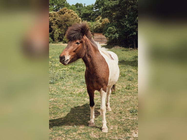 Caballos islandeses Yegua 4 años 143 cm Pío in Pierrevert