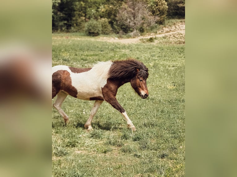 Caballos islandeses Yegua 4 años 143 cm Pío in Pierrevert