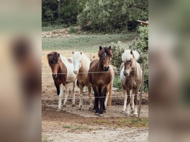 Caballos islandeses Yegua 4 años 143 cm Pío in Pierrevert