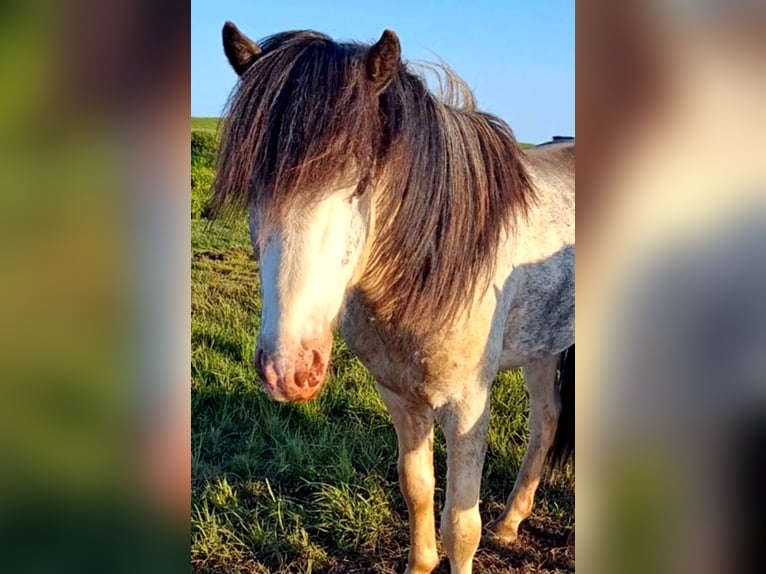 Caballos islandeses Yegua 4 años Alazán in Süd-Island