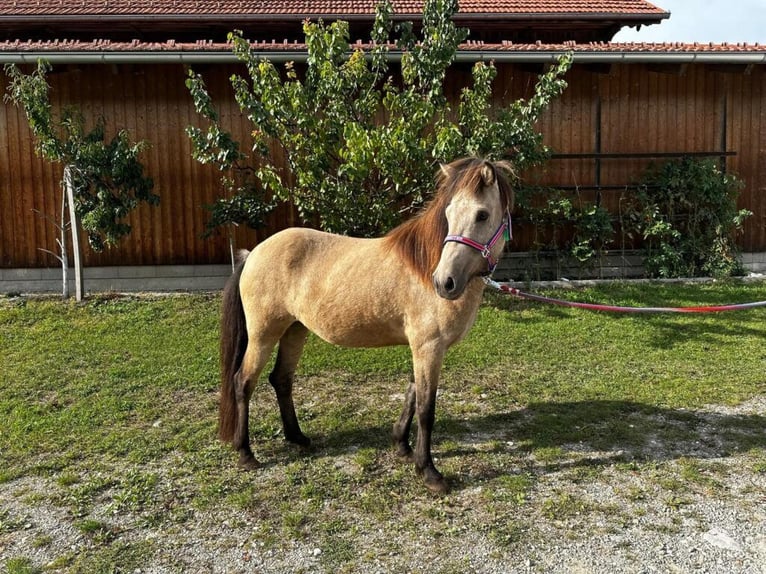 Caballos islandeses Yegua 4 años Bayo in Sankt Radegund