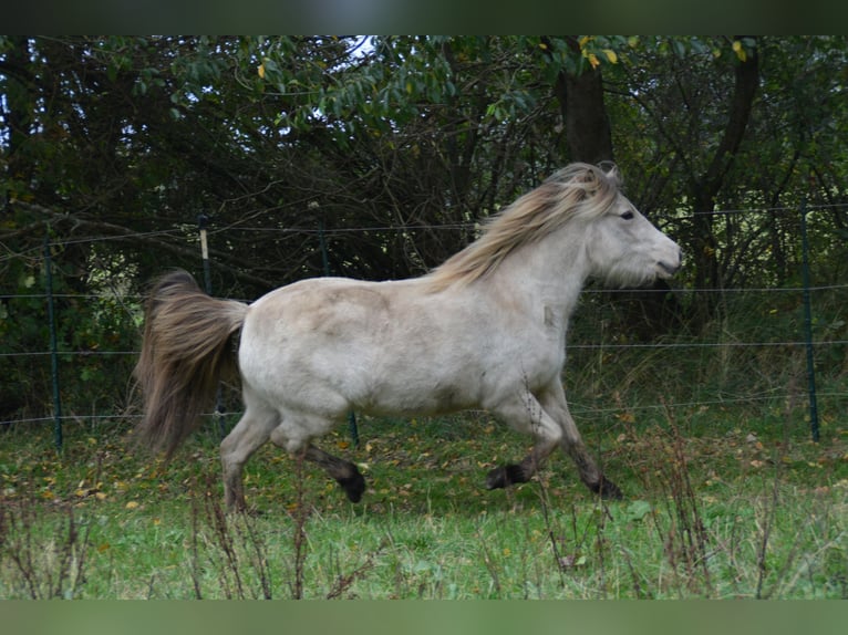 Caballos islandeses Yegua 4 años in Blunk
