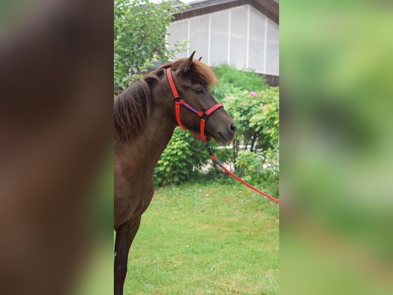 Caballos islandeses Yegua 4 años Negro in Stra&#xDF;walchen