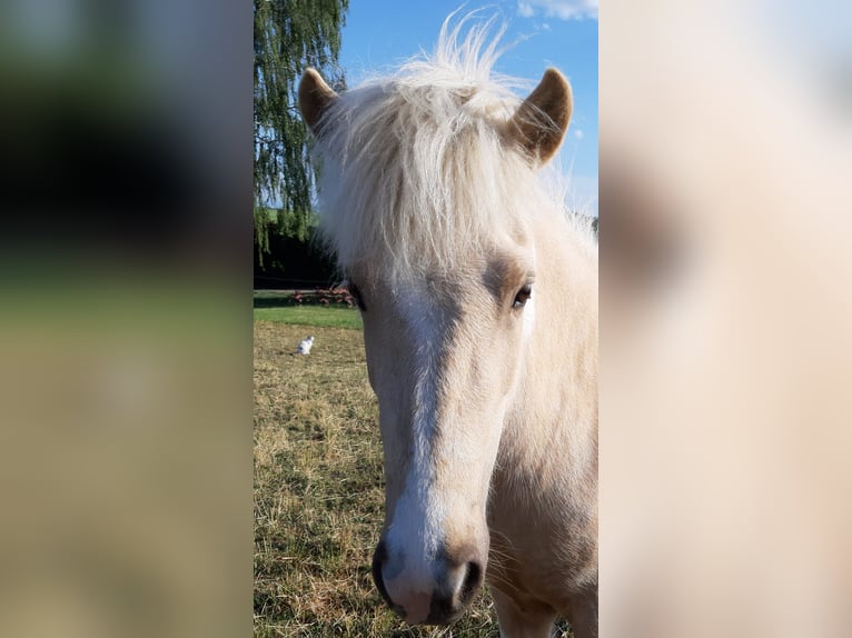 Caballos islandeses Yegua 4 años Pío in Kißlegg