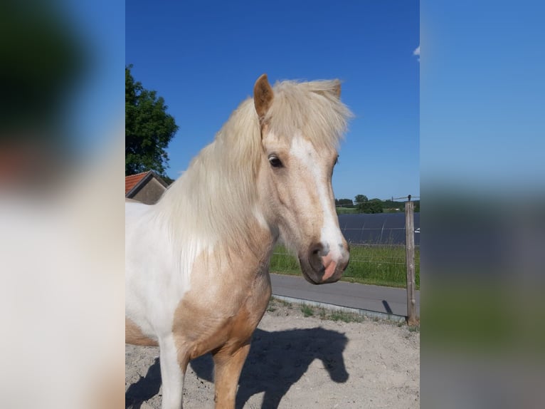 Caballos islandeses Yegua 4 años Pío in Kißlegg
