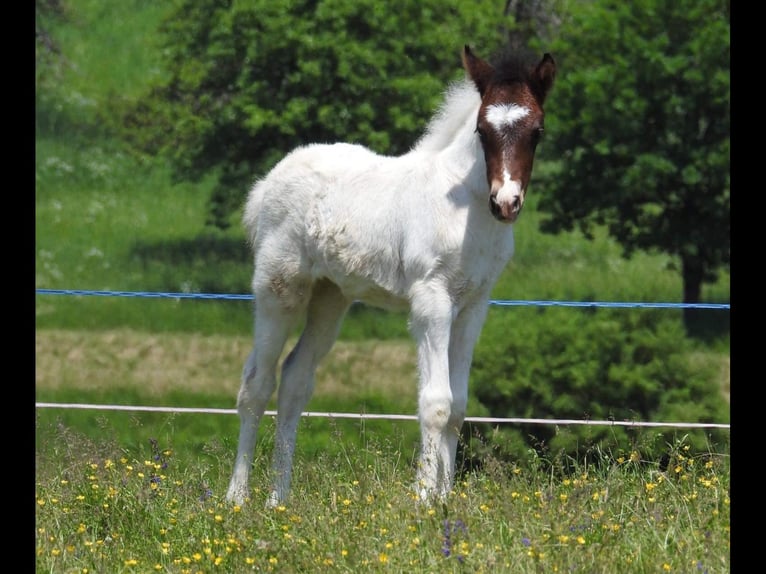 Caballos islandeses Yegua 4 años Pío in PenkVölkermarkt
