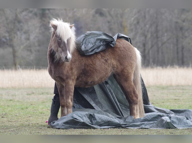 Caballos islandeses Yegua 5 años 130 cm in Ribbesbüttel