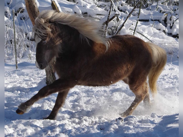 Caballos islandeses Yegua 5 años 130 cm in Ribbesbüttel