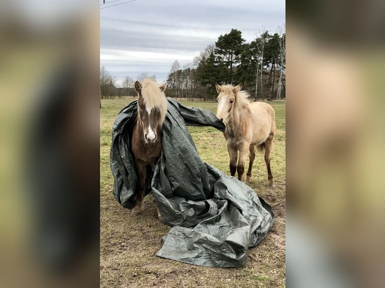 Caballos islandeses Yegua 5 años 130 cm in Ribbesbüttel