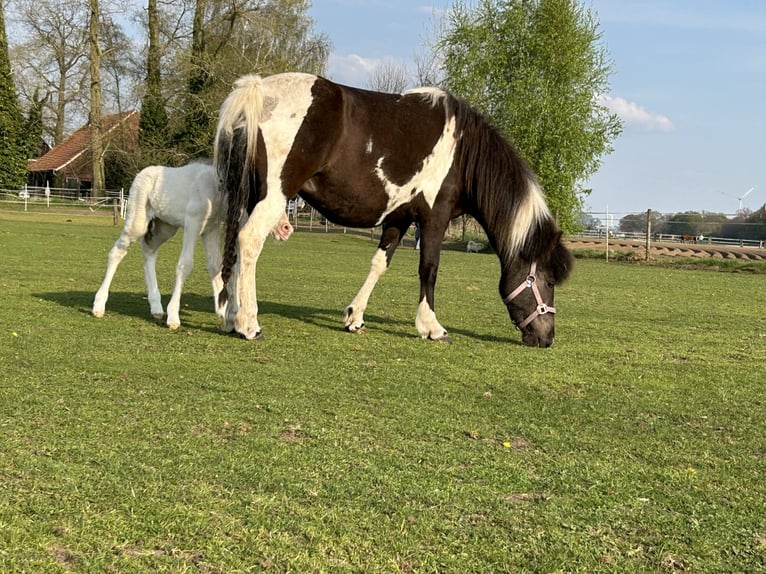 Caballos islandeses Yegua 5 años 132 cm  in Borken-Marbeck