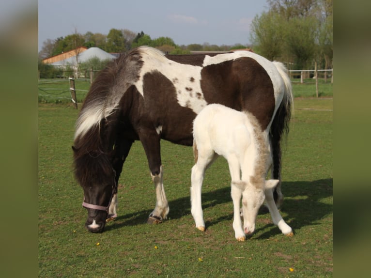 Caballos islandeses Yegua 5 años 132 cm  in Borken-Marbeck