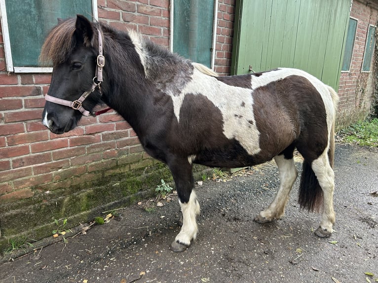 Caballos islandeses Yegua 5 años 132 cm  in Borken-Marbeck