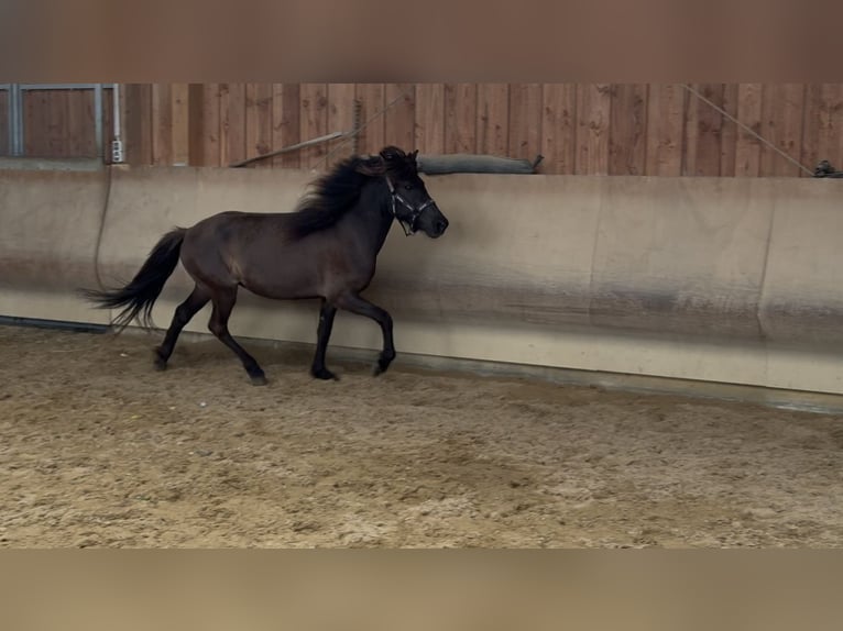 Caballos islandeses Yegua 5 años 134 cm Negro in Fronreute